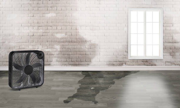 Best Carpet water damage restoration  in Vanceburg, KY